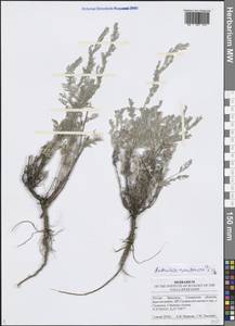 Artemisia caerulescens subsp. caerulescens, Eastern Europe, Middle Volga region (E8) (Russia)