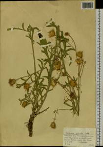 Centaurea apiculata Ledeb., Middle Asia, Muyunkumy, Balkhash & Betpak-Dala (M9) (Kazakhstan)