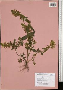 Stachys annua (L.) L., Eastern Europe, Central region (E4) (Russia)