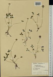 Trifolium fragiferum L., Eastern Europe, West Ukrainian region (E13) (Ukraine)