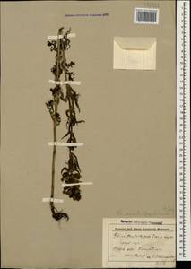 Rhinanthus serotinus var. vernalis (N. W. Zinger) Janch., Caucasus, Stavropol Krai, Karachay-Cherkessia & Kabardino-Balkaria (K1b) (Russia)