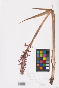 Anacamptis palustris (Jacq.) R.M.Bateman, Pridgeon & M.W.Chase, Eastern Europe, Central forest-and-steppe region (E6) (Russia)