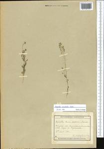 Capsella orientalis Klokov, Middle Asia, Muyunkumy, Balkhash & Betpak-Dala (M9) (Kazakhstan)