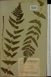 Dryopteris cristata (L.) A. Gray, Siberia, Western Siberia (S1) (Russia)