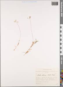 Draba sibirica (Pall.) Thell., Siberia, Altai & Sayany Mountains (S2) (Russia)