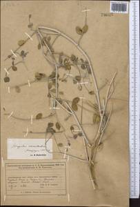 Astragalus paucijugus Schrenk, Middle Asia, Muyunkumy, Balkhash & Betpak-Dala (M9) (Kazakhstan)