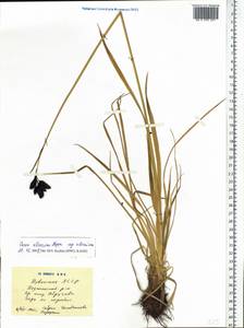 Carex aterrima Hoppe, Siberia, Altai & Sayany Mountains (S2) (Russia)
