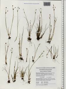 Juncus alpinoarticulatus subsp. rariflorus (Hartm.) Holub, Eastern Europe, Northern region (E1) (Russia)