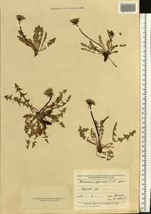 Taraxacum officinale Weber ex F. H. Wigg., Eastern Europe, Central forest-and-steppe region (E6) (Russia)