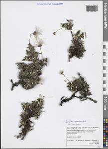 Dryas octopetala subsp. ajanensis (Juz.) Hultén, Siberia, Chukotka & Kamchatka (S7) (Russia)