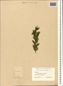 Buxus sempervirens L., Caucasus, Abkhazia (K4a) (Abkhazia)