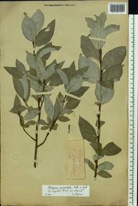 Elaeagnus commutata Bernh. ex Rydb., Eastern Europe, Moscow region (E4a) (Russia)