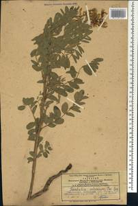 Sophora alopecuroides L., Caucasus, Azerbaijan (K6) (Azerbaijan)
