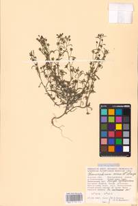 MHA 0 159 513, Chaenorhinum minus (L.) Lange, Eastern Europe, Central forest-and-steppe region (E6) (Russia)
