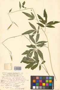 Cardamine bulbifera (L.) Crantz, Eastern Europe, West Ukrainian region (E13) (Ukraine)