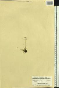 Eriophorum scheuchzeri Hoppe, Siberia, Western Siberia (S1) (Russia)