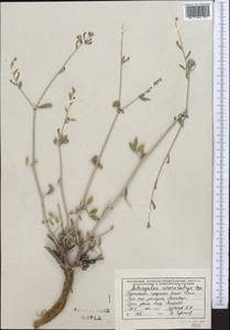 Astragalus squarrosus Bunge, Middle Asia, Kopet Dag, Badkhyz, Small & Great Balkhan (M1) (Turkmenistan)