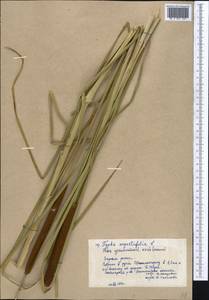 Typha angustifolia L., Middle Asia, Northern & Central Kazakhstan (M10) (Kazakhstan)