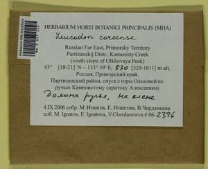 Leucodon coreensis Cardot, Bryophytes, Bryophytes - Russian Far East (excl. Chukotka & Kamchatka) (B20) (Russia)
