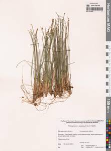 Trichophorum cespitosum (L.) Hartm., Siberia, Chukotka & Kamchatka (S7) (Russia)