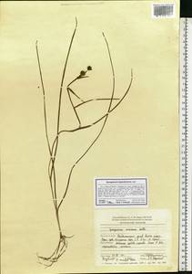 Sparganium hyperboreum Laest. ex Beurl., Eastern Europe, Northern region (E1) (Russia)