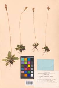 Primula longiscapa Ledeb., Siberia, Altai & Sayany Mountains (S2) (Russia)