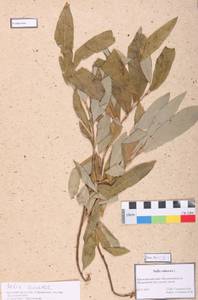 Salix cinerea L., Siberia, Altai & Sayany Mountains (S2) (Russia)