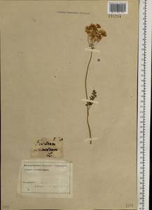 Thalictrum petaloideum L., Siberia, Altai & Sayany Mountains (S2) (Russia)