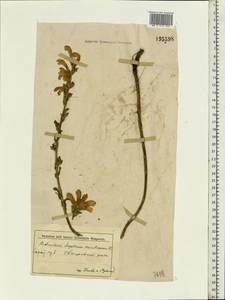 Pedicularis sceptrum-carolinum L., Eastern Europe, Middle Volga region (E8) (Russia)