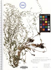 Myosotis laxa (Sam.) Hyl. ex Nordh., Eastern Europe, Eastern region (E10) (Russia)