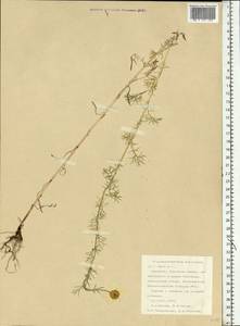 Tripleurospermum maritimum (L.) Koch, Eastern Europe, Northern region (E1) (Russia)