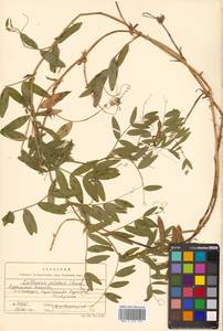Lathyrus palustris subsp. palustris, Siberia, Russian Far East (S6) (Russia)