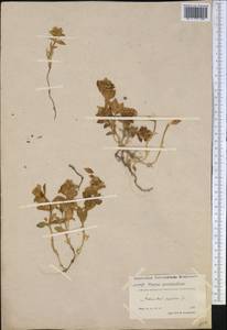 Honckenya peploides, America (AMER) (Greenland)