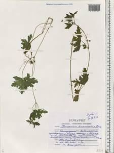 Geranium divaricatum Ehrh., Eastern Europe, Central forest-and-steppe region (E6) (Russia)