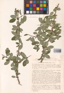 Rhamnus saxatilis subsp. tinctoria (Waldst. & Kit.) Nyman, Eastern Europe, Moldova (E13a) (Moldova)