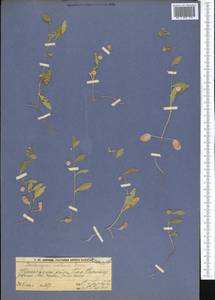 Asperuginoides axillaris (Boiss. & Hohen.) Rauschert, Middle Asia, Western Tian Shan & Karatau (M3) (Kazakhstan)