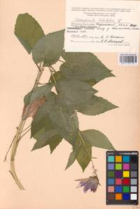 Campanula latifolia L., Eastern Europe, Moscow region (E4a) (Russia)