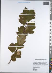 Crataegus dahurica Koehne ex C. K. Schneid., Siberia, Russian Far East (S6) (Russia)