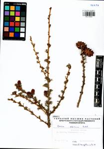 Larix sibirica Ledeb., Siberia, Baikal & Transbaikal region (S4) (Russia)