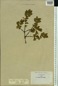 Lonicera caerulea L., Eastern Europe, Latvia (E2b) (Latvia)