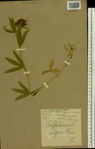 Trifolium alpestre L., Eastern Europe, North Ukrainian region (E11) (Ukraine)