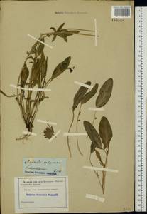 Anthyllis vulneraria subsp. polyphylla (DC.)Nyman, p.p., Eastern Europe, North Ukrainian region (E11) (Ukraine)