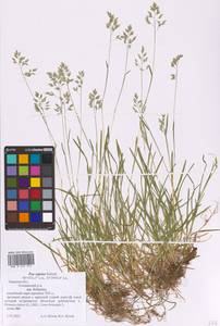 Poa supina Schrad., Eastern Europe, North-Western region (E2) (Russia)