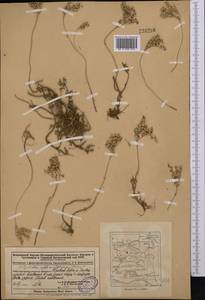 Sedum albertii Regel, Middle Asia, Dzungarian Alatau & Tarbagatai (M5) (Kazakhstan)