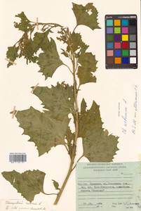 Oxybasis urbica (L.) S. Fuentes, Uotila & Borsch, Siberia, Russian Far East (S6) (Russia)