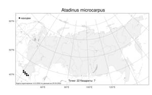 Atadinus microcarpus (Boiss.) Hauenschild, Atlas of the Russian Flora (FLORUS) (Russia)