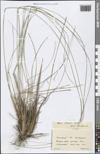 Stipa pennata L., Siberia, Altai & Sayany Mountains (S2) (Russia)