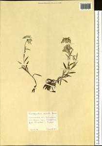 Leontopodium discolor Beauverd, Siberia, Russian Far East (S6) (Russia)