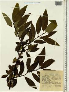 Salix mucronata subsp. subserrata (Willd.) R.H.Archer & Jordaan, Africa (AFR) (Ethiopia)