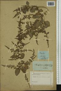 Lipandra polysperma (L.) S. Fuentes, Uotila & Borsch, Botanic gardens and arboreta (GARD) (Not classified)